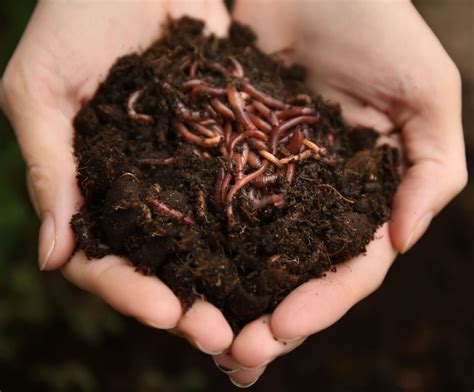 The Many Benefits Of Using Earthworms For Composting | GardeningLeave
