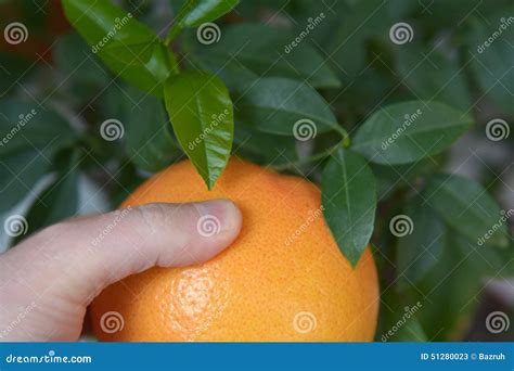 Break Fruit from a Tree, Grapefruit Stock Image - Image of break, leaves: 51280023