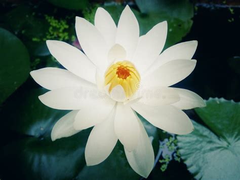 A Lotus Flower with a Top View Stock Image - Image of closeups, view ...