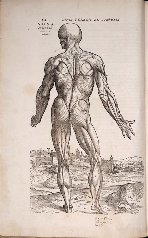 The Renaissance Anatomist Who Celebrated the Beauty of Flayed Flesh | Human figure drawing ...