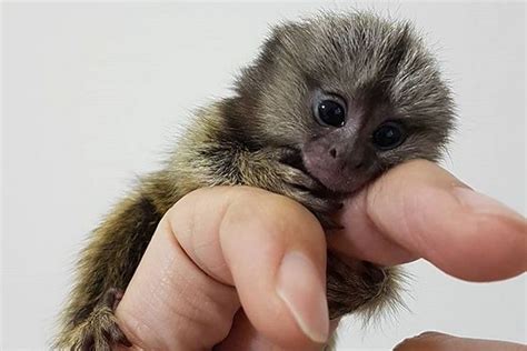 Finger Monkey as a Pet | Pet Comments