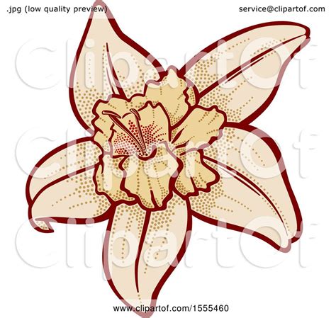 Clipart of a Vanilla Flower - Royalty Free Vector Illustration by Any Vector #1555460