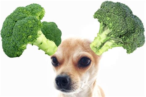 Can Dogs Eat Broccoli? | Pet Care Advisors