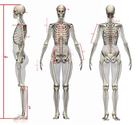 Female Body Diagram Bones : Female Anatomy Skeleton Anatomy Drawing Diagram | Your Social Life