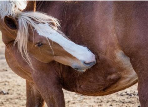 Colic in Horses: Signs, Causes and Treatment | PetMD