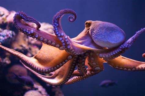 Free download Octopus Wallpapers [1626x1080] for your Desktop, Mobile & Tablet | Explore 73 ...
