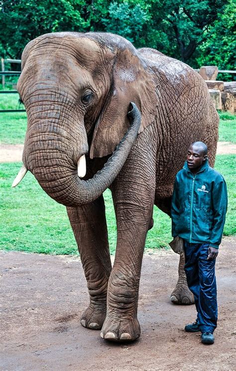 Elephant Sanctuary (Series) - Richard George Davis