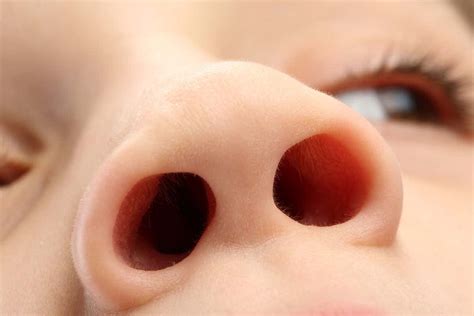 We’ve discovered a whole new defence system against germs in our noses ...