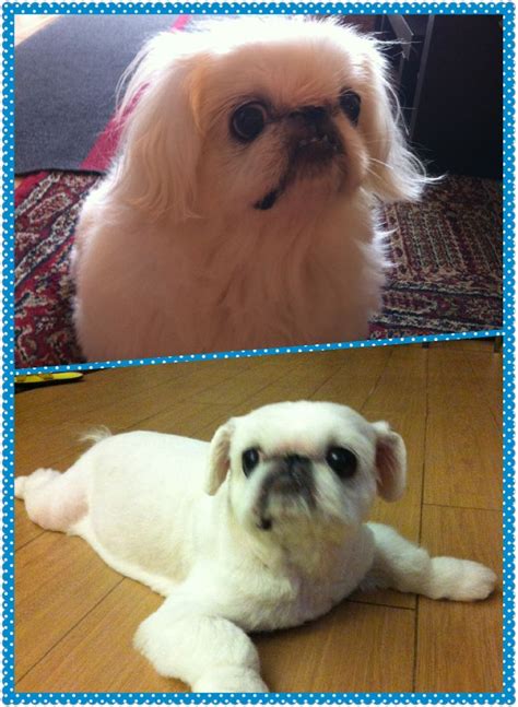 Chaibe: Before and after his summer trim #pekinese #pekingese #puppy | Yorkies, Pekines ...