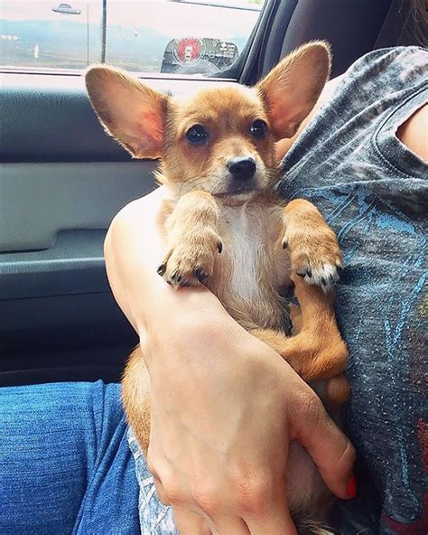 Corgi + Chihuahua | Corgi chihuahua mix, Corgi mix puppies, Chihuahua mix puppies