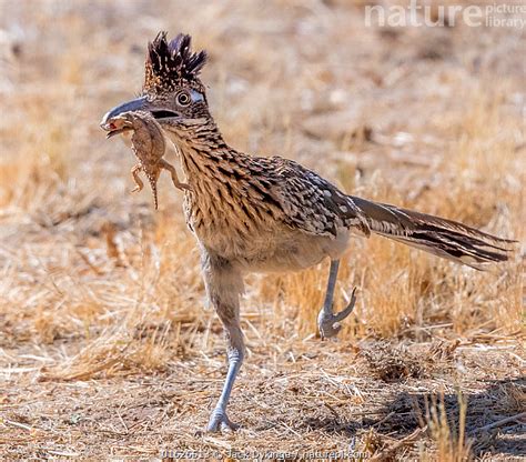 Stock photo of Greater roadrunner (Geococcyx californianus) running to feed brood with ...