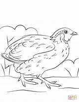 Bobwhite Quail Coloring Page  Free Printable Coloring Pages sketch template