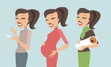 Premium Vector | Pregnancy stages