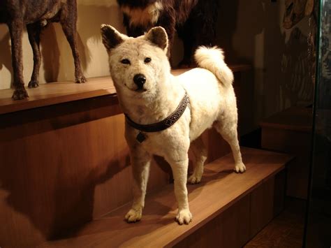 10 things you didn't know about Hachiko, Japan's most loyal dog