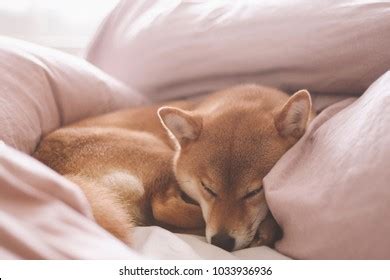 1,629 Shiba inu sleeping Images, Stock Photos & Vectors | Shutterstock