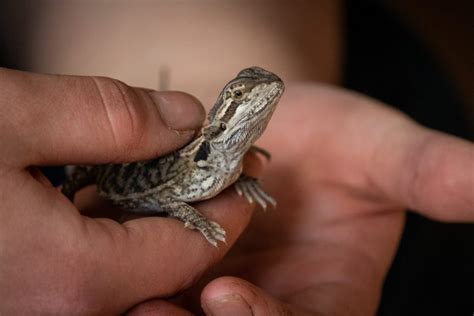 Bearded Dragon Tail Rot: Causes, Prevention & Treatment