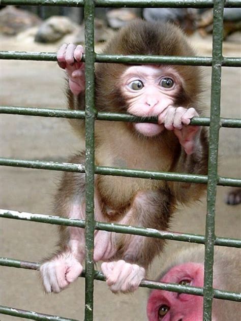 50 Cute and Adorable Baby Monkey Pictures