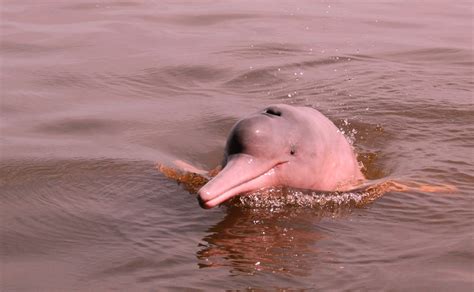 Wildlife, History and Adventure In the Amazon: Pink Dolphins under Threat