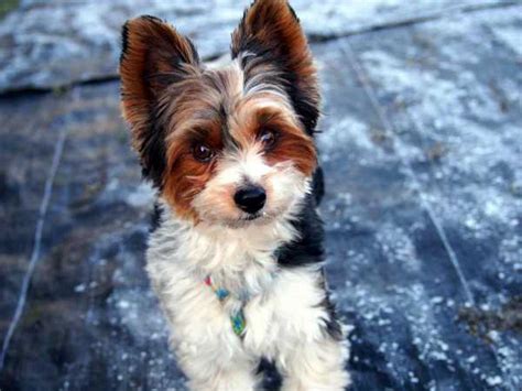 20 Rare Dog Breeds: The Smallest, Cutest Dogs to Check Out