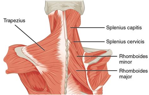 The 3 Best Exercises For Each Muscle Group – Fitness Volt