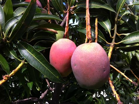 Mango Season in Canary Islands 2024-2025 - Rove.me