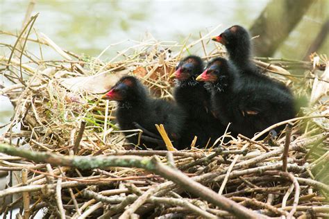 More Moorhen Chicks | Everything is Permuted