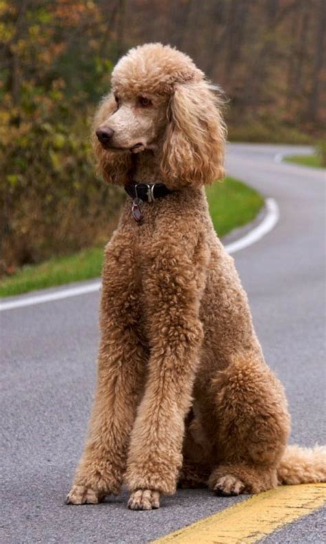 Pin by Suzette Richardson on Standard Poodle in 2023 | Poodle haircut ...