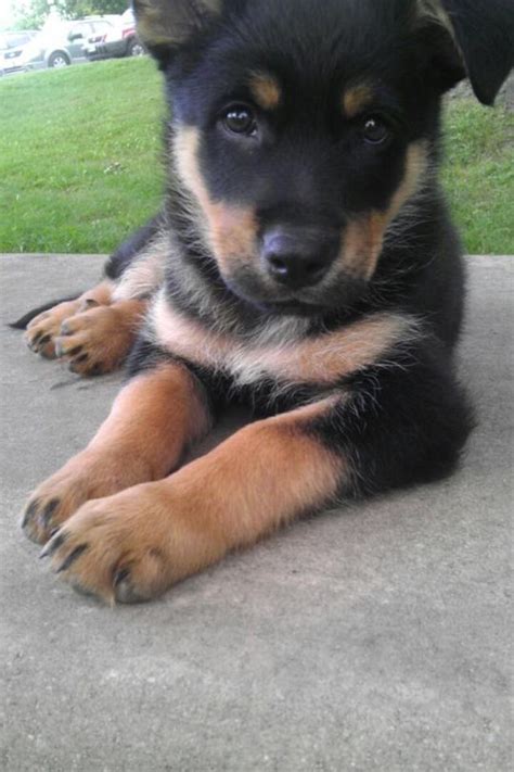 My German shepherd /rotweiller mix puppy | Rottweiler mix puppies ...