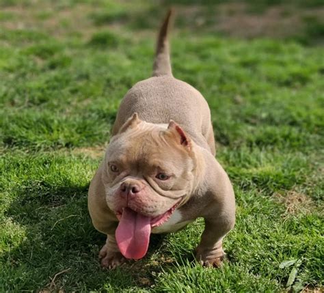 Micro Bully: The Miniature American Bully Breed Guide