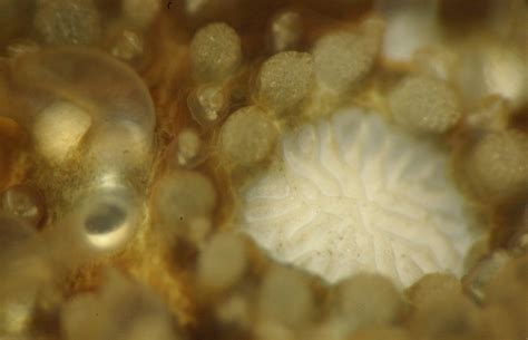 The Echinoblog: Secrets of the Starfish Sieve Plate & Madreporite Mysteries? aka What is that ...