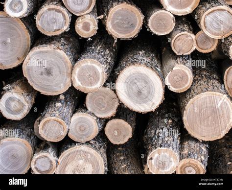 Black Ash Logs Stock Photo - Alamy