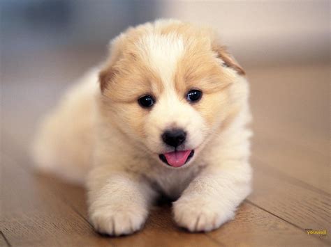 Cute Dog Wallpaper - WallpaperSafari