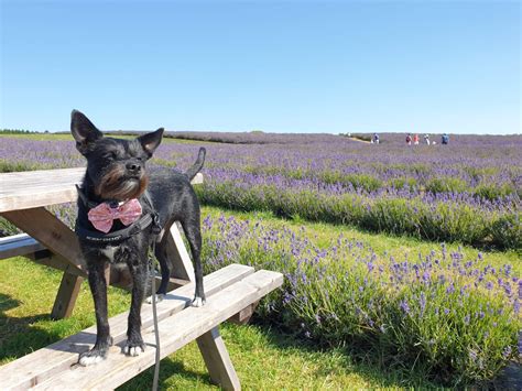 Cotswold Lavender - Bristol dog walk - Bristol Barkers