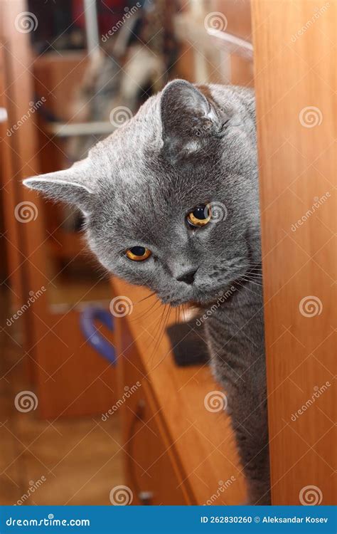 Blue british cat stock photo. Image of grey, nice, gray - 262830260