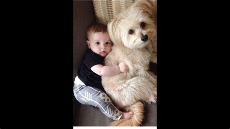 Cute Babies and Dog Playing Together Cute Dogs and Babies are Best Friends - Dogs Babysitting ...