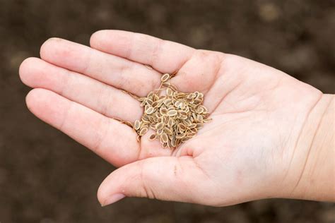 How To Harvest Carrot Seeds To Grow Next Season - Minneopa Orchards