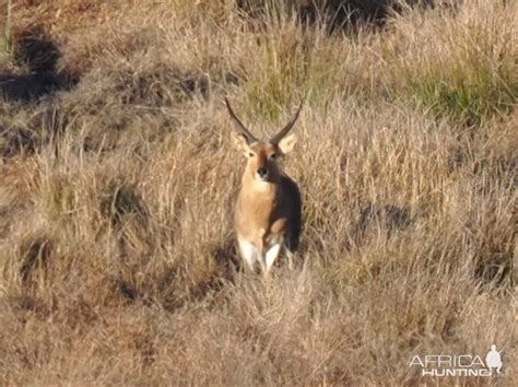 Reedbuck South Africa | AfricaHunting.com