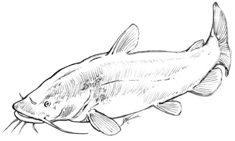 Flathead Catfish Drawing at GetDrawings | Free download