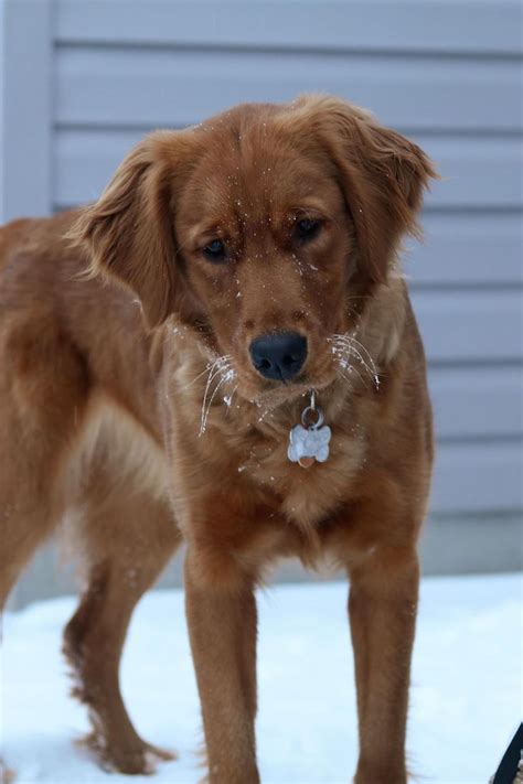 Red Golden Retriever Puppies Iowa - Puppies Pict