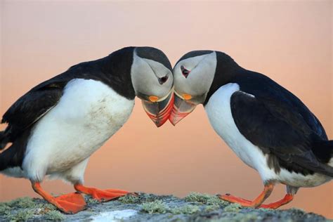 Puffin Love Birds on Rock