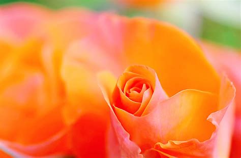Free Images : flower, petal, garden roses, orange, pink, yellow, floribunda, close up, flowering ...