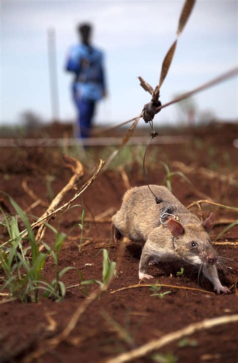 Rats Sniff Out Landmines Photos - ABC News