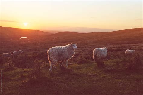 "Sheep Grazing At Sunset..." by Stocksy Contributor "Catherine MacBride ...