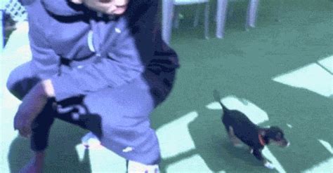 Indian Runner Duck GIFs - Get the best GIF on GIPHY