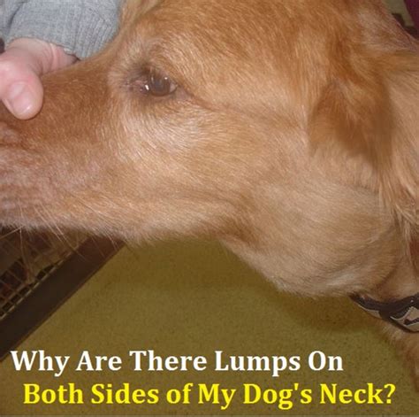 What Does A Lump On A Dog Neck Mean