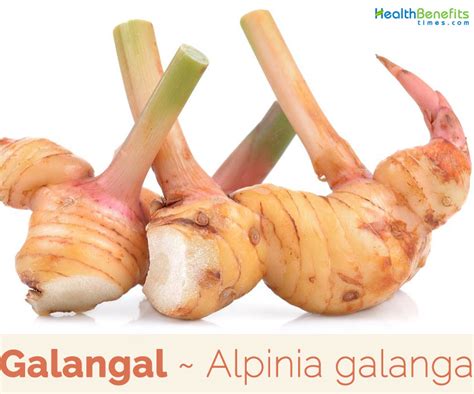 Galangal facts and health benefits