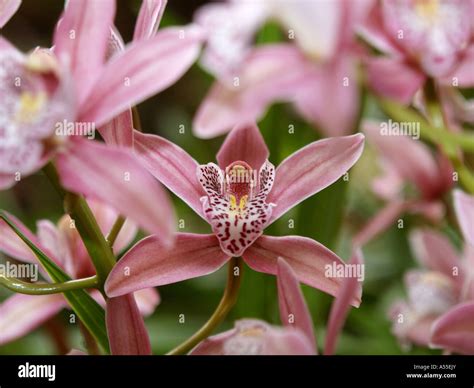 orchids garden, flowerage of Madeira Stock Photo - Alamy