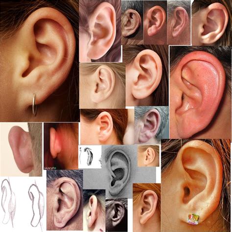 Human Ears Collage | Anatomy reference, Face drawing reference, Anatomy ...