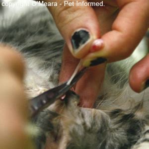 What Is Removed When A Cat Is Neutered - CatWalls