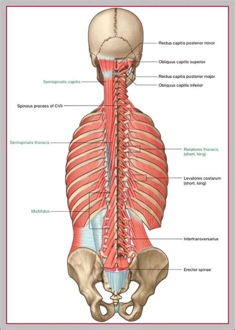 Lower back muscle anatomy diagram – Graph Diagram